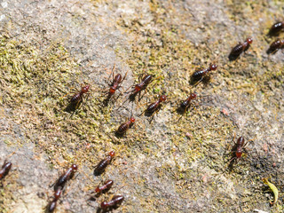 Closeup of walking ant on rock and dry mos.