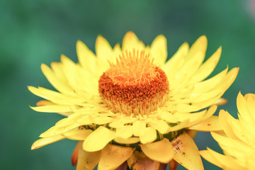Beauty in nature of closeup yellow straw flowers.