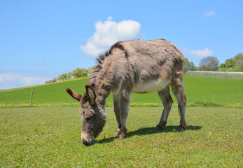 Esel auf der Weide