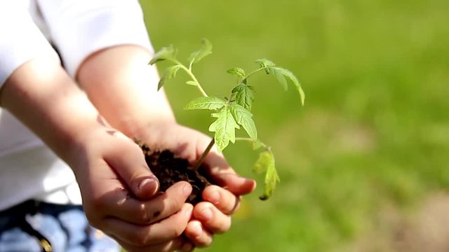 Children hands holding young plant against spring green background. Ecology concept