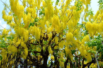 Golden Shower Flower Tree, Blooming in Summer Time in Thailand.