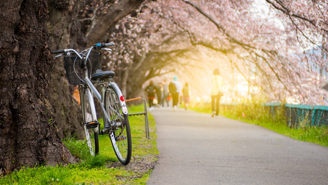 Bicycle In Cherry Blossom Or Sakura Park With Sun Light.
