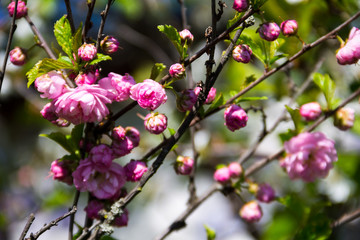 Branch of Prunus triloba (Louiseania ulmifolia) blossoms. Twig of almond trilobate with beautiful pink flowers closeup