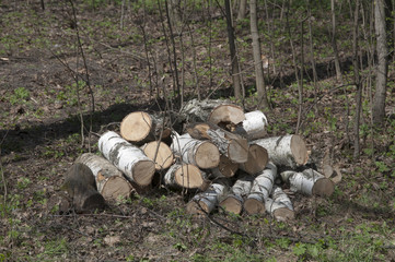 Stack of wood in a forest
