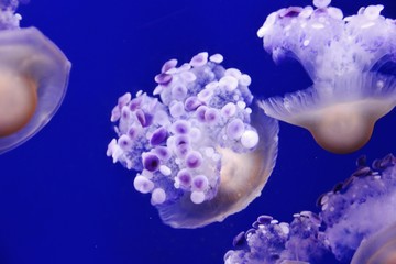 Australian jellyfish floating in Genoa aquarium, Italy