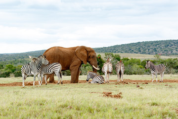 Zebras standing close to the Elephant
