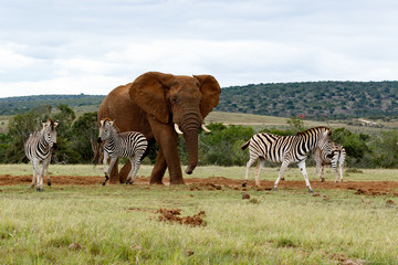 The angry Elephant chasing the Zebras away
