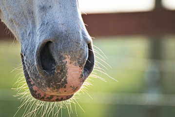 Details of a white  horse
