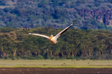 Pelican is flying over Nakuru lake, Kenya