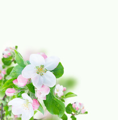 Obraz na płótnie Canvas Apple tree flowers blossom with green leaves over white background