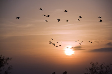 birds in the sky