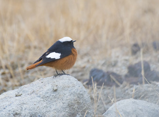 Güldenstädt's redstart