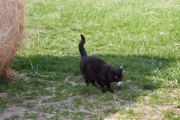 Black stable cat caught the mouse