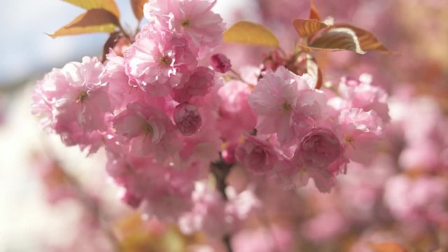 close up shot with creamy bokeh