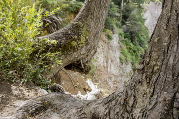 Obraz premium Árboles al borde del precipicio 