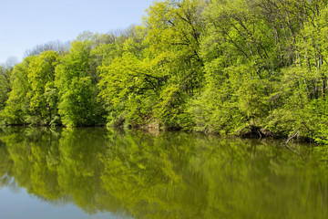Fototapeta na wymiar Lake in green forest