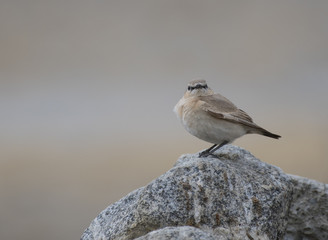 Northern wheatear