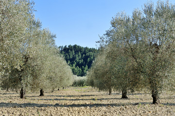 Plantation of mediterranean olive trees
