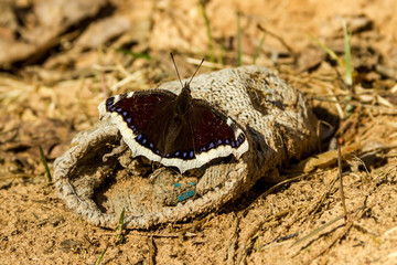Brown butterfly with white stripes and blue spots on the wings