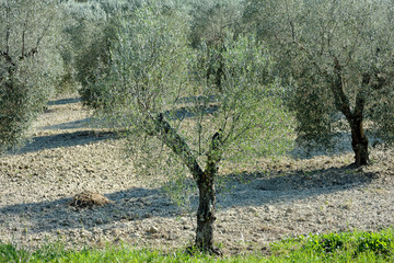 Mediterranean olive trees field plantation view