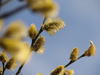 Pussy-willow