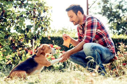 Man training his dog outdoors