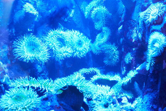 Blue tropical corals on a reef