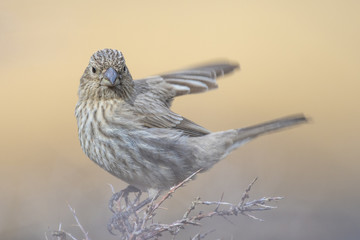 Great rose finch