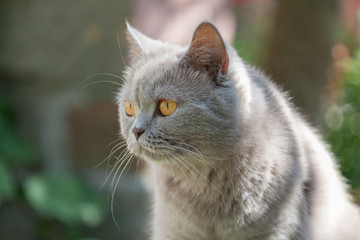 Katze - Britisch Kurzhaar