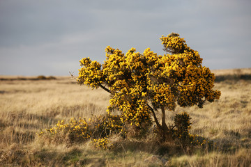 Ginster in karger Landschaft