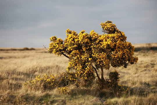 Ginster in karger Landschaft