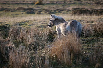 freilebendes Pony im Dartmoor Nationalpark