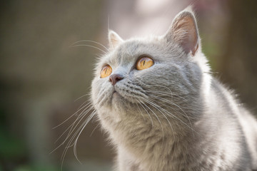 Katze - Britisch Kurzhaar