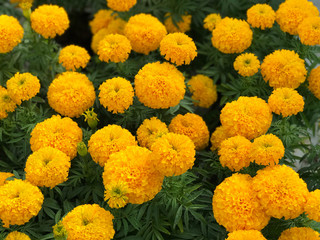 Beautiful yellow marigold garden (Tagetes erecta)
