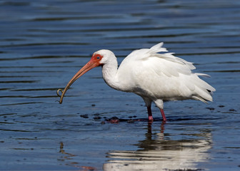 White Ibis (Endocimus albus) catching and eating shrimp, crabs, and small eels at Fort Desoto Park near St. Pete Beach, Florida.