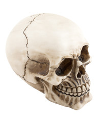 skull on white background