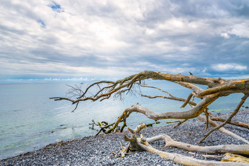 Obraz premium Die Ruhe vor dem Sturm - Nationalpark Rügen