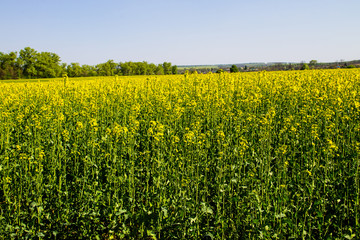 Fototapeta premium Field of yellow flowering rapeseed