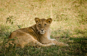 Obraz na płótnie Canvas Resting lioness