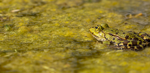 Teichfrosch (Pelophylax kl. esculentus)