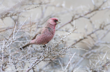 Great Rose finch