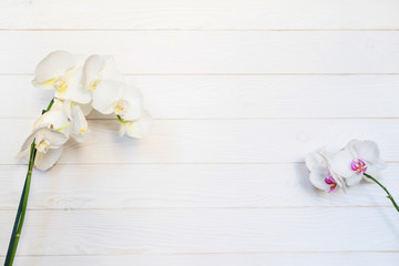 White orchid ( phalaenopsis flower) on white wooden background. Floral concept. Natural composition. Close up. Top view