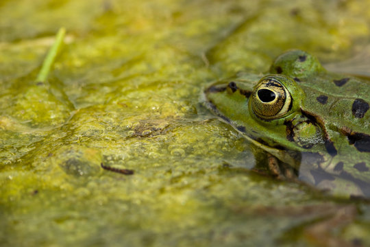 Teichfrosch (Pelophylax kl. esculentus)