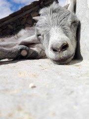 Fototapeta premium Morisca sleeping