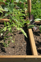 Plantation dans un carré potager