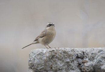 Brown accentor (Prunella fulvescens)