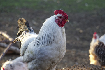 Close-up of a white rooster with a red comb on a farm