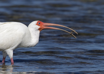 White Ibis (Endocimus albus) catching and eating shrimp, crabs, and small eels at Fort Desoto Park near St. Pete Beach, Florida.