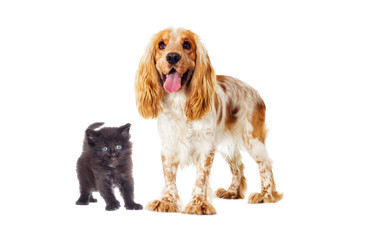 Little Maine Coon kitten and English Spaniel dog looks