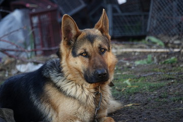 German Shepherd is tied to an iron chain